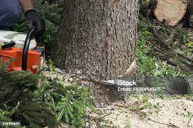 Best Tree Maintenance Programs  in Hazel Dell, WA