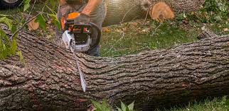 Best Fruit Tree Pruning  in Hazel Dell, WA