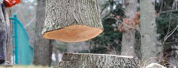 Best Tree Trimming and Pruning  in Hazel Dell, WA