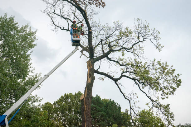 Best Storm Damage Tree Cleanup  in Hazel Dell, WA