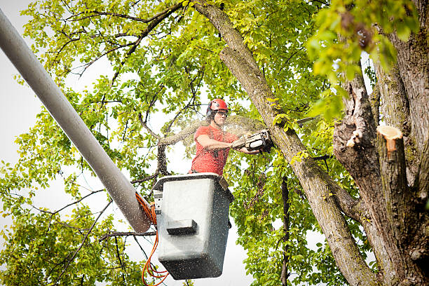 Tree and Shrub Care in Hazel Dell, WA