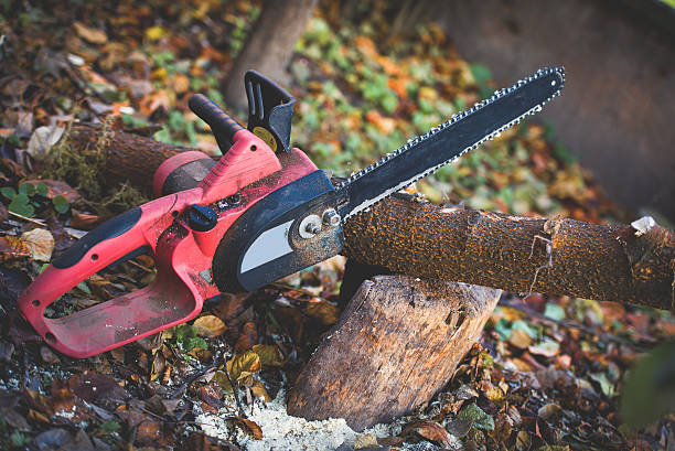 How Our Tree Care Process Works  in  Hazel Dell, WA