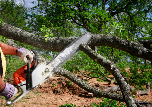 Hazel Dell, WA Tree Care Company