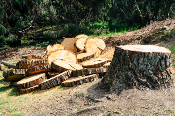 Best Emergency Tree Removal  in Hazel Dell, WA